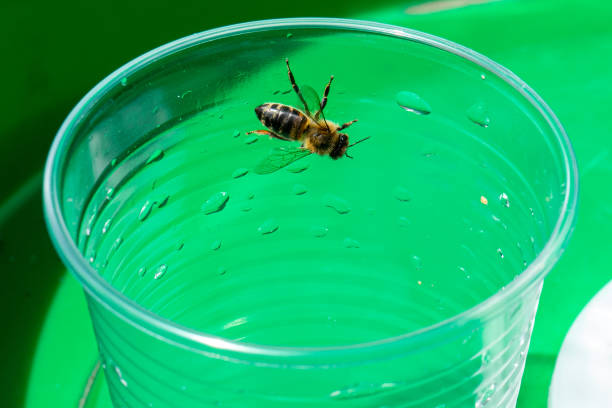 l’abeille boit de l’eau dans un gobelet en plastique jetable - disposable cup plastic beer bottle photos et images de collection