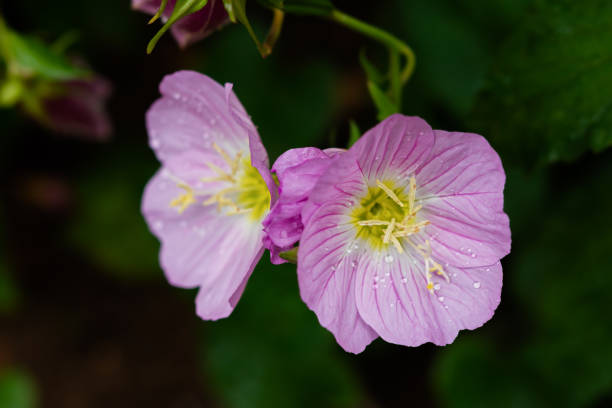 close-up of pink Oenothera speciosa flower