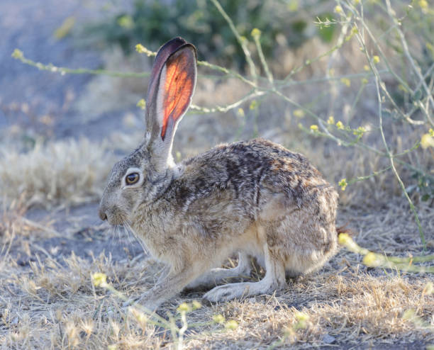istock Black-tailed Jackrabbit Showing its long translucent veined ears. Santa Clara County, California, USA. 1402251398