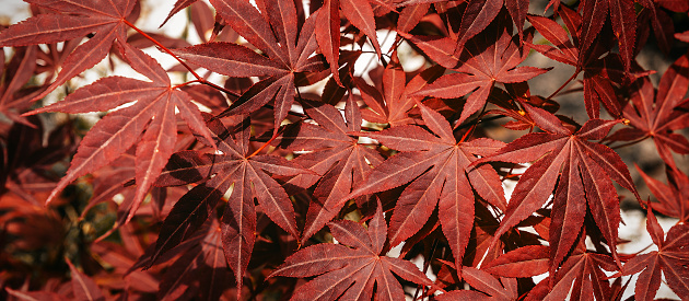 Japanese maple Acer palmatum atropurpureum on blurry green background. Young leaves of red color. Selective focus.