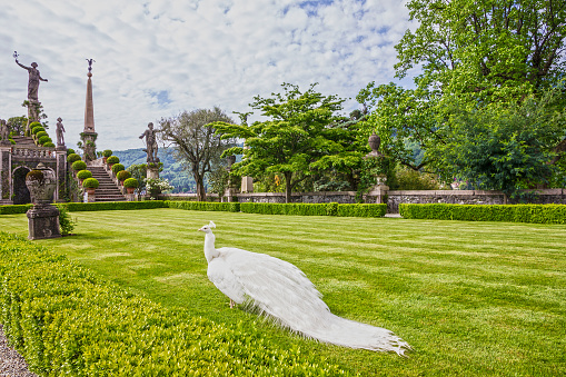 Stresa, Italy - May 20, 2022: Peafowl in green park of Isola Bella palace, Lombardy