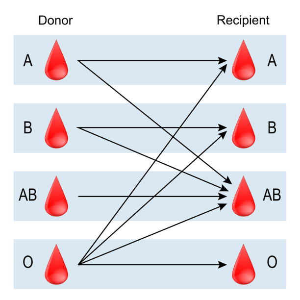 Recipient and Donor. Types of blood Recipient and Donor. Types of blood (A, B, AB, O). There is a specific compatibility between groups for donating and receiving blood. Only a certain type of blood group can be received or donated by someone. Vector diagram for medical, educational, and science use blood typing stock illustrations