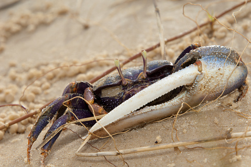 A freshly caught Maryland Blue Crab walks along a pier near Solomon's Island, Maryland, by the Chesapeake Bay.  This female crab is distinguished by her red-tipped claws and an inverted V- or U-shape on her underbelly.