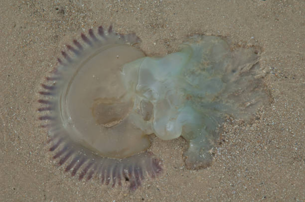istock Jellyfish stranded on the sand. 1402258310