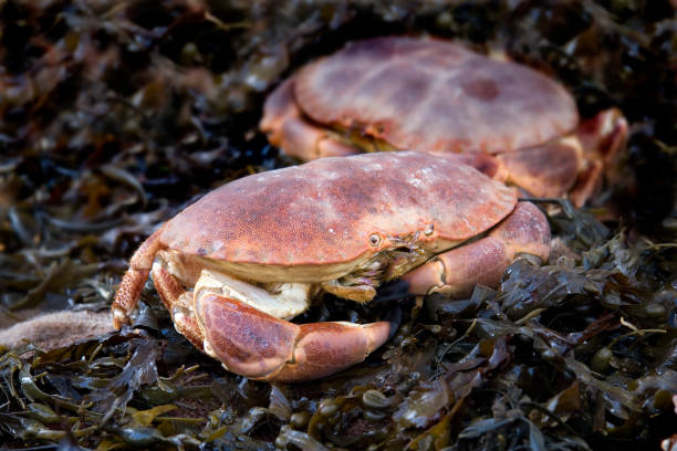 Fresh crabs stock photo