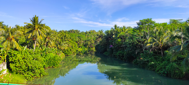 View of the river estuary from a bridge surrounded by coconut trees in the Pangandaran area, Indonesia