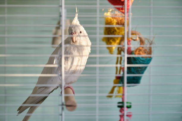 istock Albino cockatiel sunbathing in the birdcage. 1402258648