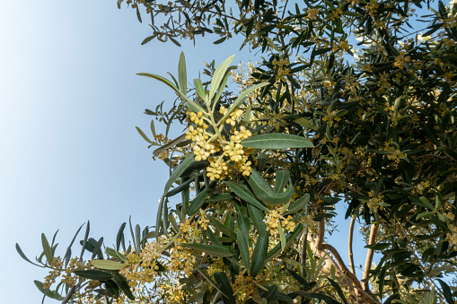 Olive tree flowers