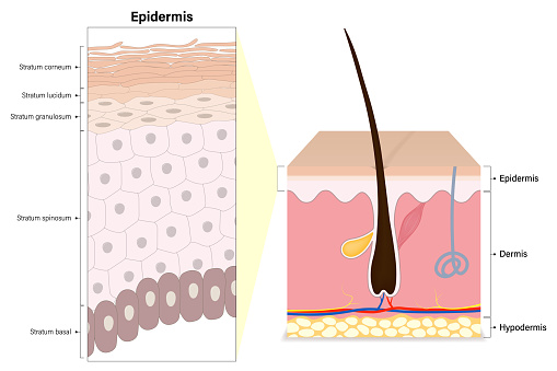 Epidermis layers of human skin cross section vector. Structure of the human skin. Stratum corneum, lucidum, granulosum, spinosum and basal. Media for educational and medical use.