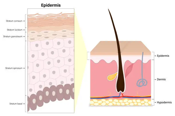 Vector illustration of Epidermis layers of human skin cross section vector. Structure of the human skin. Stratum corneum, lucidum, granulosum, spinosum and basal. Media for educational and medical use.