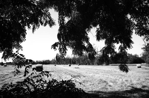 istock FIELD WITH HAY BALES 1402264244