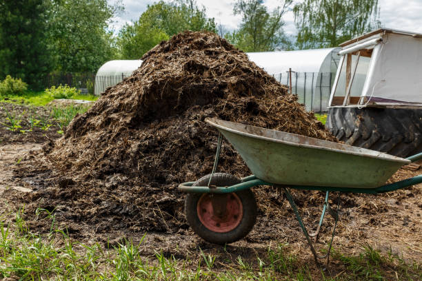 Wheelbarrow and dunghill wheelbarrow near a dunghill. Fertilizer for the garden. cow dung stock pictures, royalty-free photos & images