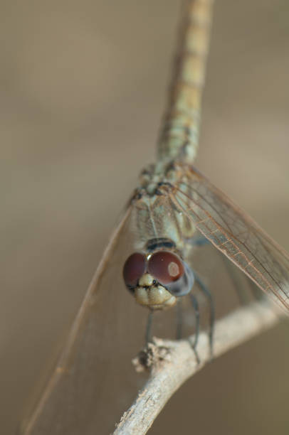 Dropwing Bug 420+ Dropwing Stock Photos, Pictures & Royalty-Free Images - iStock