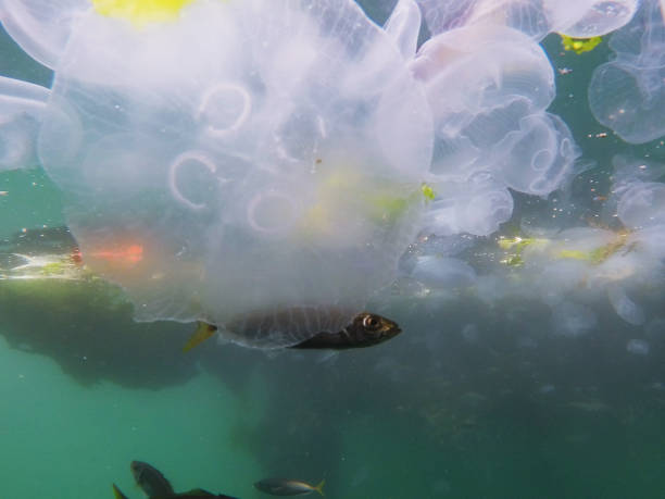 istock fish searching food , marine pollution problem making danger for marine animals 1402268509