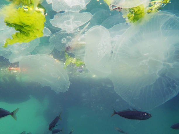 istock fish searching food , marine pollution problem making danger for marine animals 1402268512