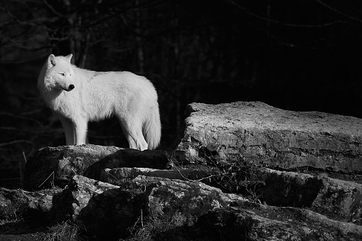 Arctic Wolf on the stone, under the light of the sun.
