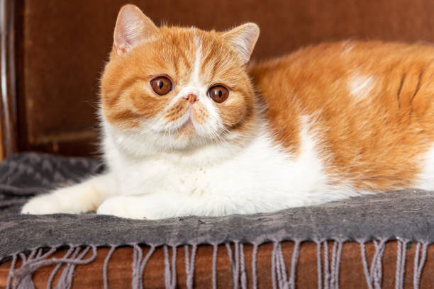 un hermoso gatito de la exótica raza de pelo corto se sienta sobre el fondo marrón. color crema con blanco, enfoque borroso - gato de pelo corto fotografías e imágenes de stock