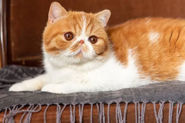 Photo of A beautiful kitten of the exotic shorthair breed sits on the brown background. Color cream with white, blurred focus