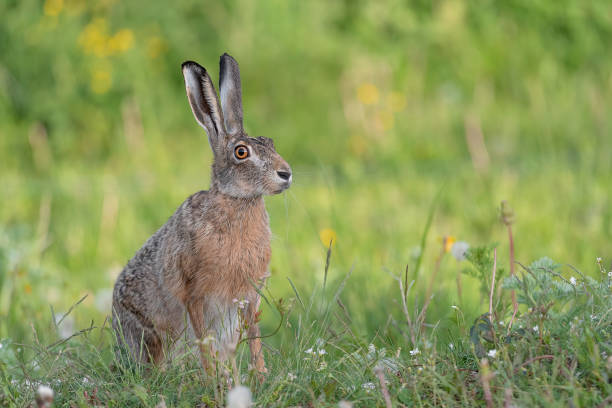 istock Fine art portrait of Brown hare (Lepus europeaus) 1402273273