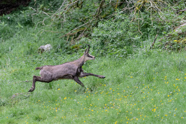 istock The escape, Alpine chamois (Rupicapra rupicapra) 1402273276