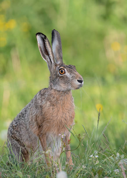 istock Fine art portrait of Brown hare (Lepus europeaus) 1402273318