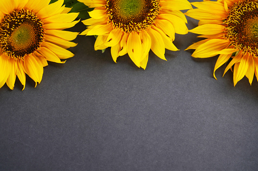 Top view of three sunflowers on gray frame background. Floral backgrounds. Yellow summer or spring  flowers decoration. Copy space.