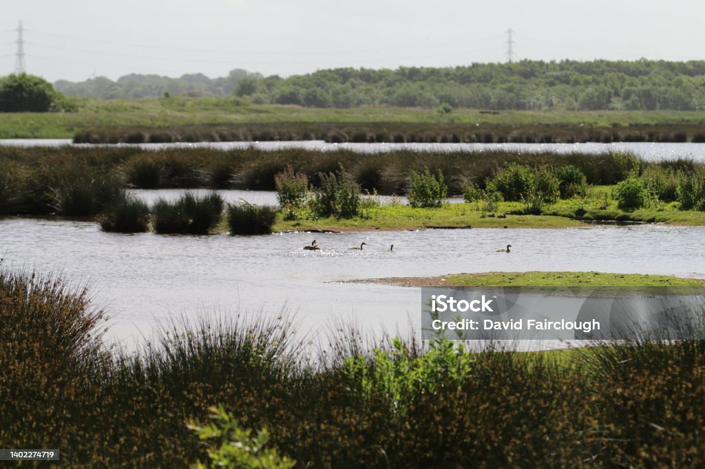 A beautiful landscape shot at a nature reserve A beautiful landscape shot at a nature reserve. In the shot ducks can be seen against a peaceful and tranquil background. Merseyside Stock Photo