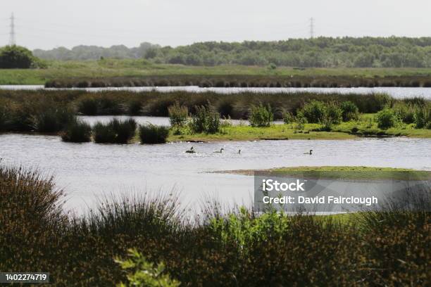 A Beautiful Landscape Shot At A Nature Reserve Stock Photo - Download Image Now - Merseyside, Landscape - Scenery, Animal