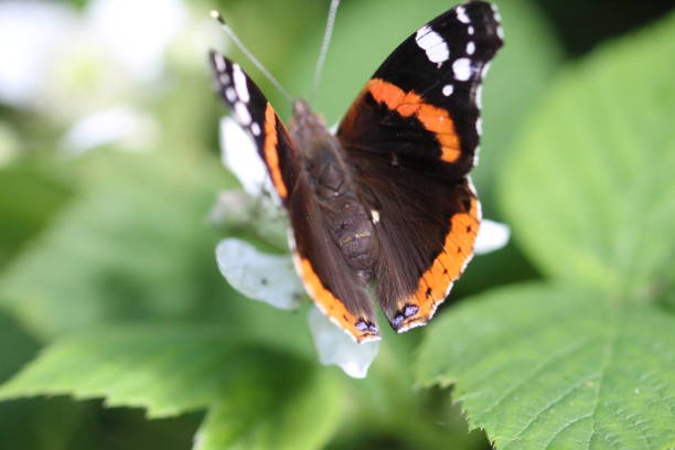 istock A butterfly at a nature reserve 1402277508