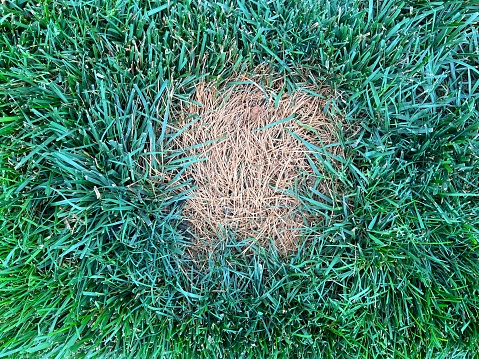 A dead brown spot in a green grass lawn