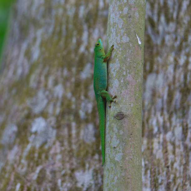 istock Seychelles Green Gecko (Phelsuma astriata) climbing on a tree 1402281490