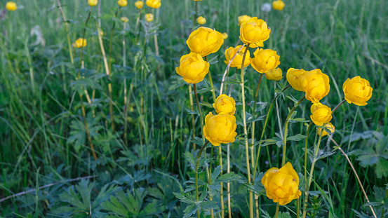 Yellow Trollius europaeus. The common name of some species is globeflower or globe flower. Wild plant