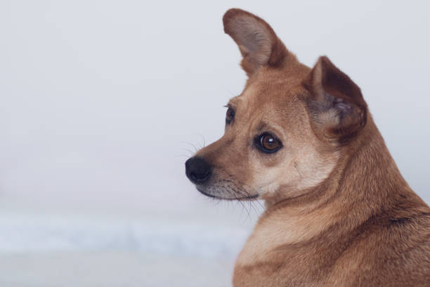 istock Dog looking away from the camera with a tender facial expression 1402281681