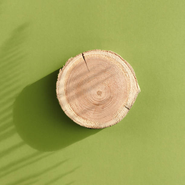 istock Woodcut disk lying on a trendy green background with flower shadows 1402284553