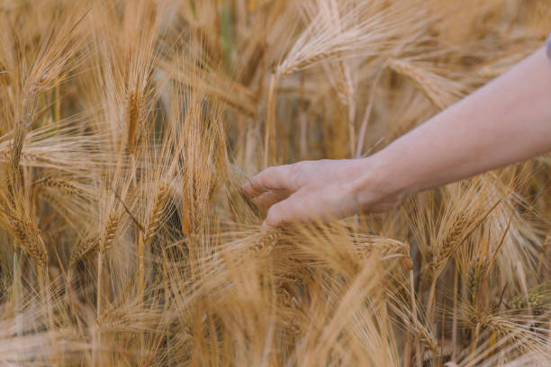 istock Female farmer at wheat agricultural field 1402285475