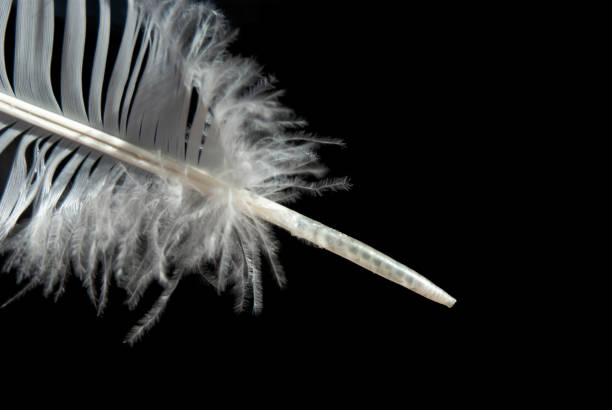 istock Part of a white feather on a black isolated background. Close-up 1402286695