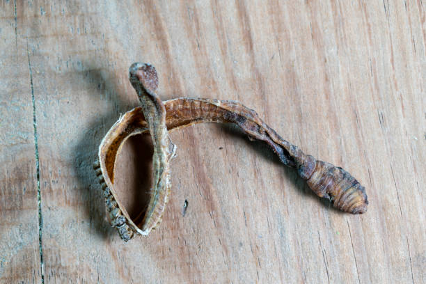 chinese medicine earthworm, lumbricus, pberetima