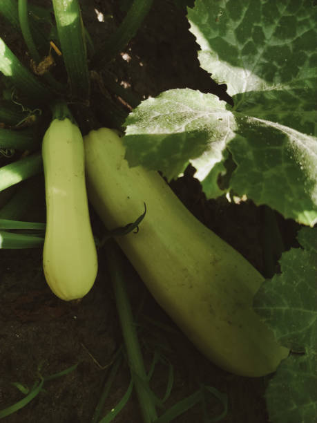 istock zucchini plant 1402291036