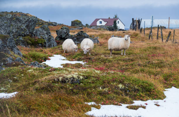 un troupeau de moutons islandais paît à flanc de montagne. vue pendant le voyage automatique. cette race ancienne est unique en islande et descend directement des animaux introduits par les vikings. - icelandic sheep photos et images de collection