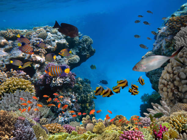 istock Underwater scene. Coral reef and fish groups 1402292109