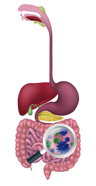 장내 박테리아 장 소화 프로바이오틱 식물상 - magnification water looking glass stock illustrations