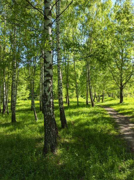 Path in birch forest stock photo