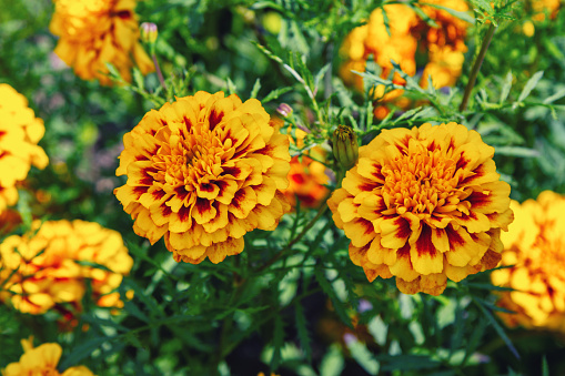 Beautiful golden and bright orange tagetes or Marigold flowers, growing in the garden