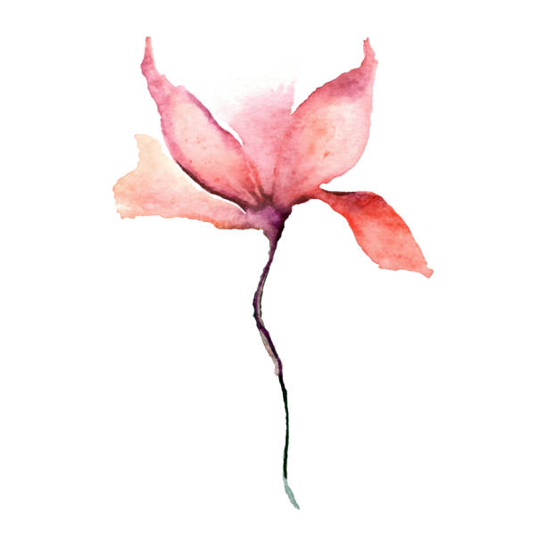 красный цветок. мак. акварельная цветочная иллюстрация для обоев. цветочный декоративный элемент. векторный цветочный фон - bud flower tulip flowers stock illustrations