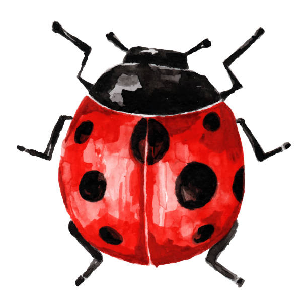 illustrations, cliparts, dessins animés et icônes de belle illustration isolée coccinelle sur fond blanc aquarelle peinte à la main pour papier peint. animaux de dessin animé vectoriels - ladybug insect leaf beetle