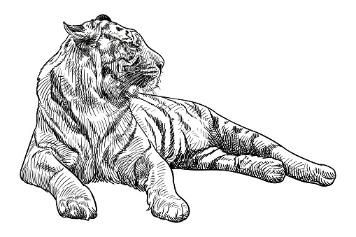 Vector drawing of a tiger
