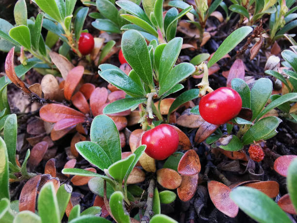 bearberry arctostaphylos uva ursi의 과일 - frutos de la gayuba uva ursi - bearberry 뉴스 사진 이미지