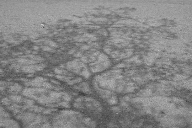 Black and white shadow of tree on asphalt road.