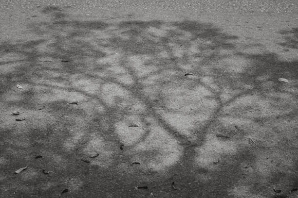 istock Black and white shadow of tree on asphalt road. 1402296376