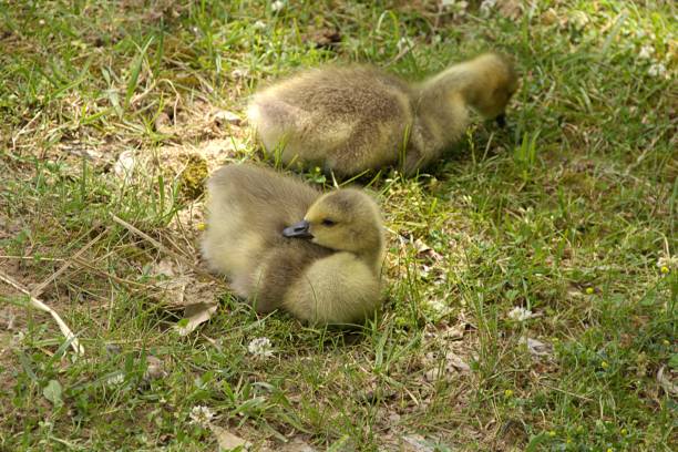 A pair of goslings not far from their parents